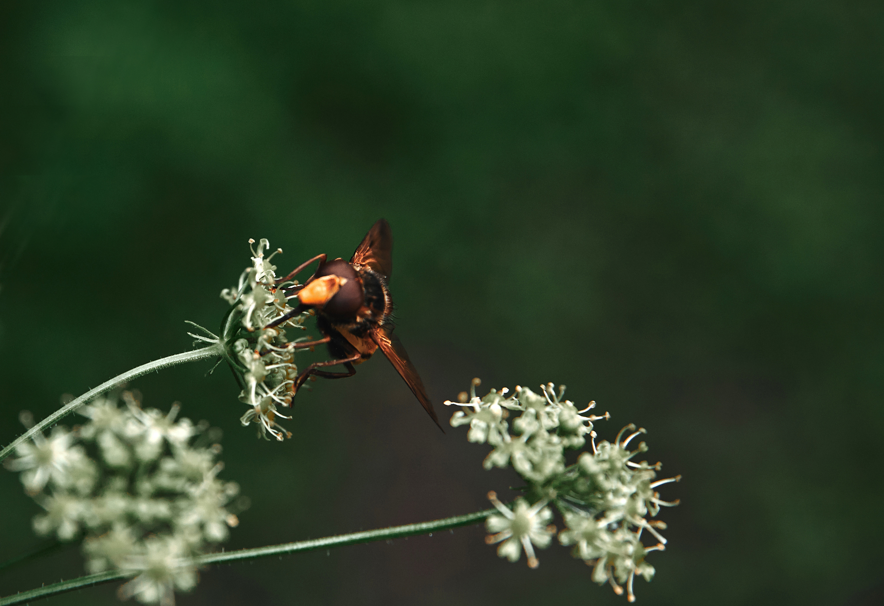 The Leaf - Drayton's sustainability blog - May 2022 - Improving our site biodiversity