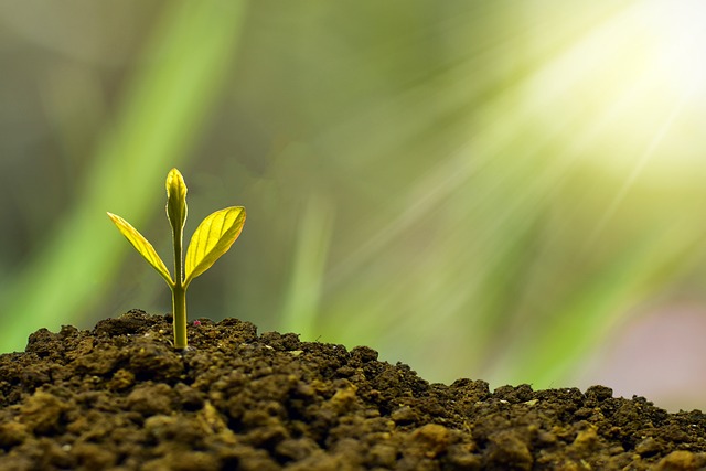 Sapling sprouting from ground