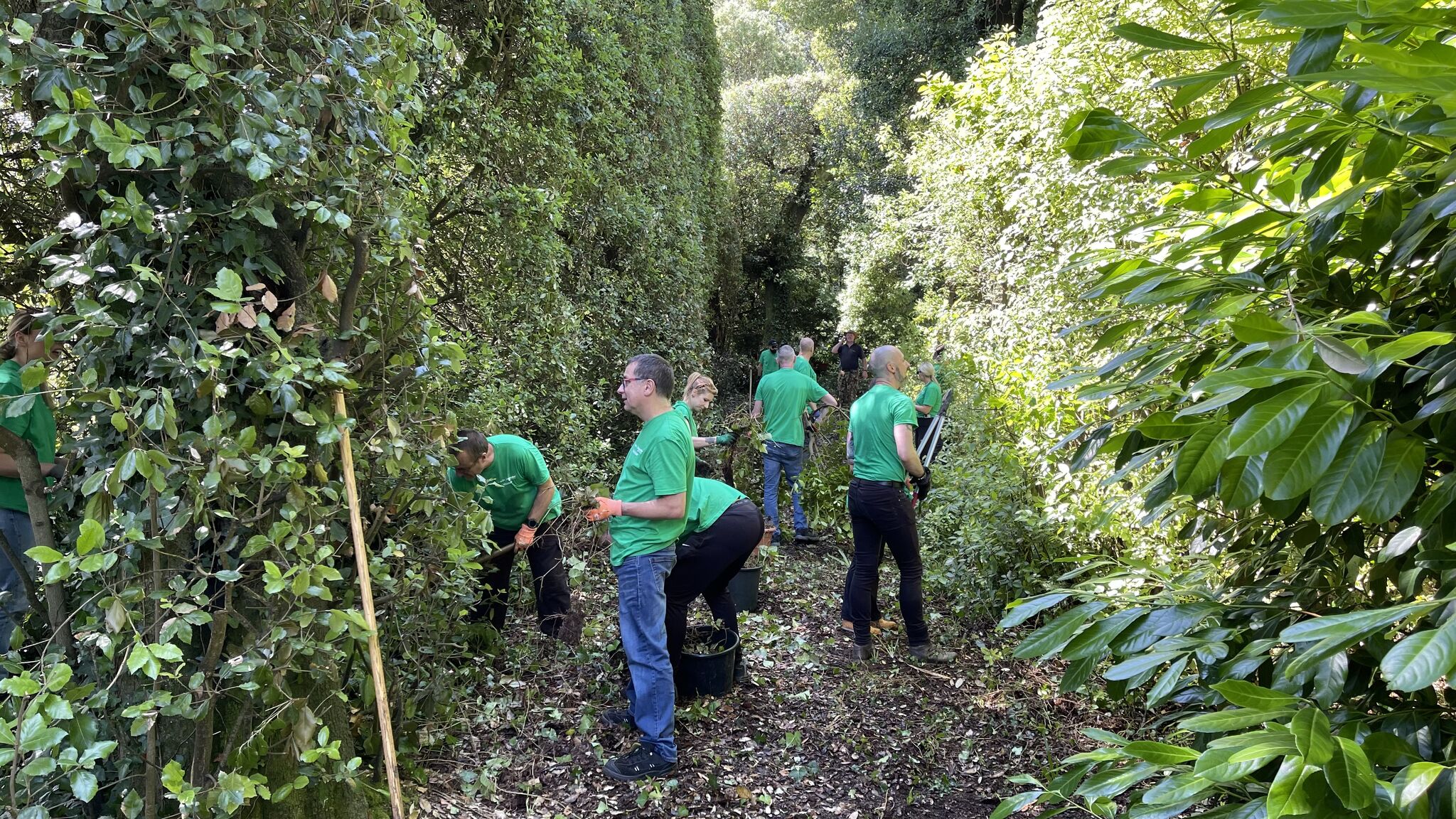 Drayton's volunteering day team members getting to work removing ivy at Mount Edgcumbe, Cornwall