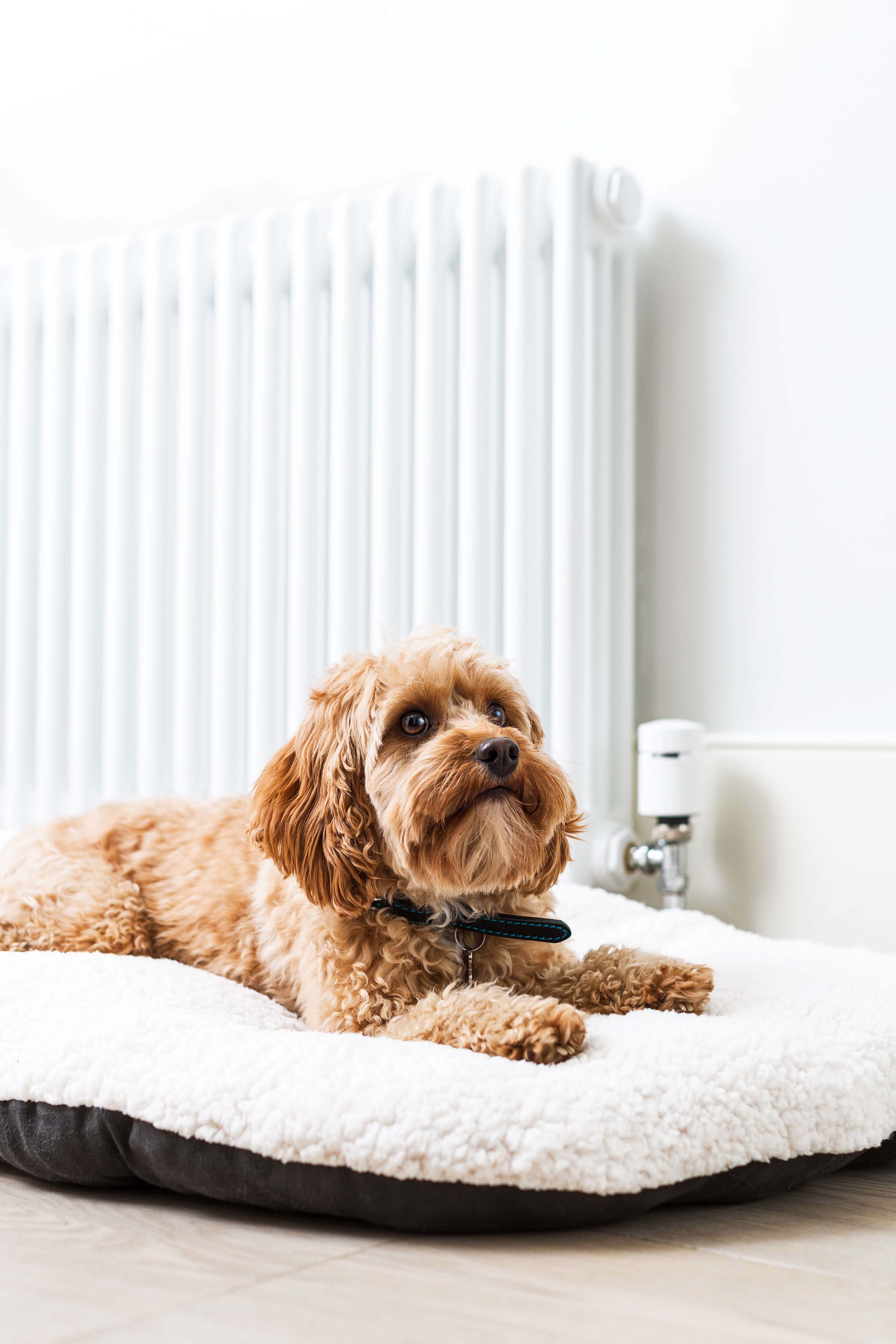 wiser smart radiator thermostat next to a dog bed